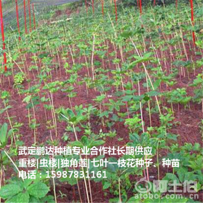 贵州滇重楼价格与种苗供应全解析 武定鹏达种植专业合作社产品库指南