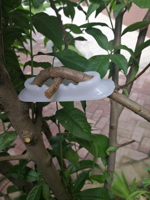 湘果园果树拉枝器 江苏产地优势与种苗培育的得力助手