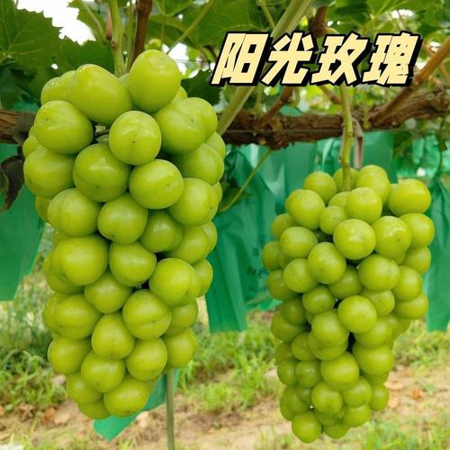 百种果树种苗厂家选择指南 如何辨别优质种苗与可靠供应商