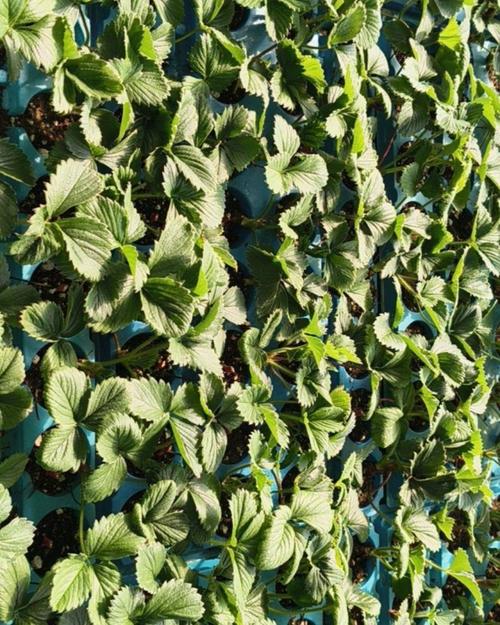草莓原种苗与种苗 从源头保障优质高产