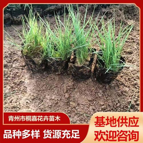 万年青种苗选购指南 热门厂家、品牌推荐与热帖解析